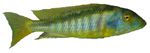 Buccochromis leptura