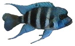 Cyphotilapia frontosa 'Mpimbwe Blue'