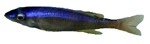Cyprichromis leptasoma 'Kavala'