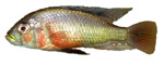 Paralabidochromis sp. 'Ugandan Red Side'