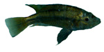 Harpagochromis sp. 'Golden Duck'