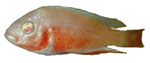 Paralabidochromis sp. 'Albino Half Crimson'