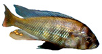 Paralabidochromis sp. 'Kenya Mbita Gold Chest'