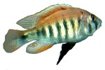 Haplochromis nyererei 'Ruti Island'