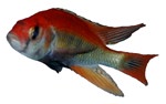 Haplochromis sp. 'Flameback'