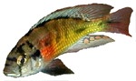 Haplochromis sp. 'Dayglow'