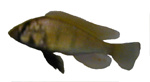 Haplochromis sp. 'Kenya Gold'