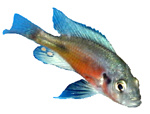 Haplochromis sp. 'Fire Red Ugandan' (Young Male)