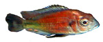 Haplochromis sp. 'Hippo Pointe Salmon'