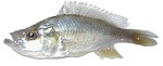 Pyxichromis orthostoma 'Largemouth' (Female)