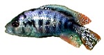 Haplochromis cf. 'Crimson Tide'
