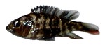 Paralabidochromis chromogymnos 'Zue Island