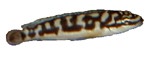 Julidochromis sp. 'Chizansa'