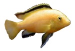 Labidochromis caeruleus 'Lemon Yellow'