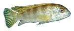 Labidochromis sp. 'Perlmutt'