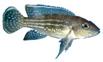 Neolamprologus tretracanthus