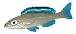 Paracyprichromis breini 'Velifer' (Female)