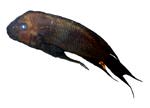 Petrochromis sp. 'Trewavasae' (Male)