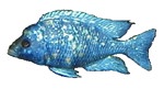 Placidochromis phenochilus