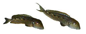 Xenotilapia ochragenys 'Moliro'