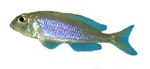 Xenotilapia flavipinnis 'Burundi'