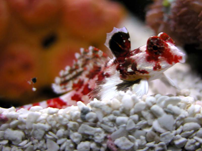 red scooter blenny care