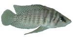 Altolamprologus calvus 'White'