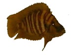 Altolamprologus compressiceps 'Mwele Bright Orange'
