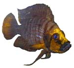 Altolamprologus compressiceps 'Mwele Bright Orange'
