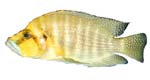 Altolamprologus compressiceps 'Mwele Bright Orange'