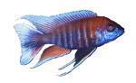 Aulonocara jacobfriebergi