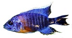 Aulonocara hansbaenschi 'Red Shoulder'