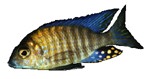 Aulonocara ethelwynnae