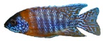 Aulonocara sp. 'Maleri Red'
