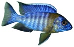 Aulonocara maulana 'Bicolor'