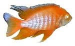 Aulonocara sp. 'Albino Eureka'