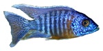Aulonocara roberti 'Blue Gold'