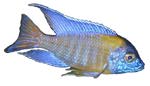 Aulonocara sp. 'Blue Neon'