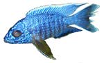 Aulonocara maisoni 'Chitimba'