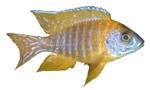 Aulonocara sp. 'German Red'