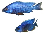 Aulonocara hansbaenschi 'Regal Dwarf' (aka. Mozambique)