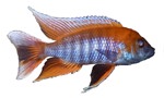 Aulonocara sp. 'Eureka'