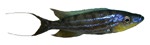 Benthochromis tricoti
