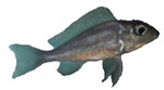 Callochromis macrops 'Red' (juv.)