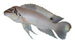 Chalinochromis brichardi
