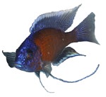 Copadichromis borleyi 'Goldfin'