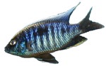 Copadichromis sp. 'Red Top Mloto'