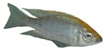 Copadichromis virginals 'Gold' (Nkanda - Dwarf)