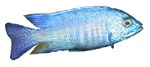 Copadichromis azureus
