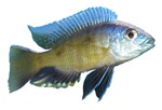 Copadichromis sp. 'Yellow Princess Mloto'